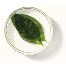 Extractos de plantas naturales