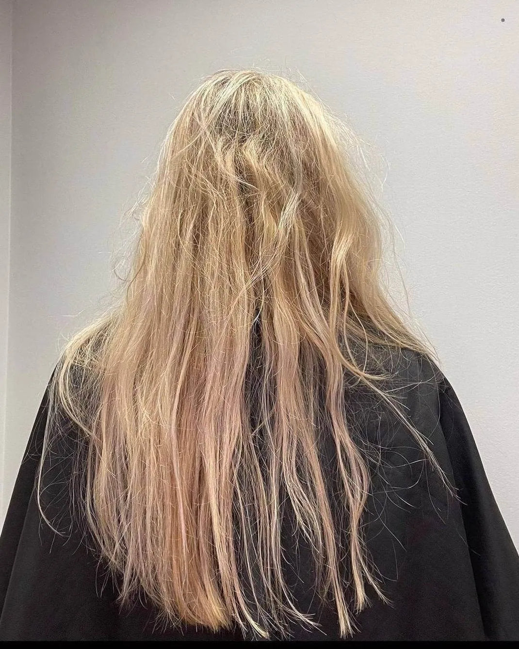 Long blonde hair from the back, dull and puffed with frizz and tangled ends, draping a black salon cape by a gray wall