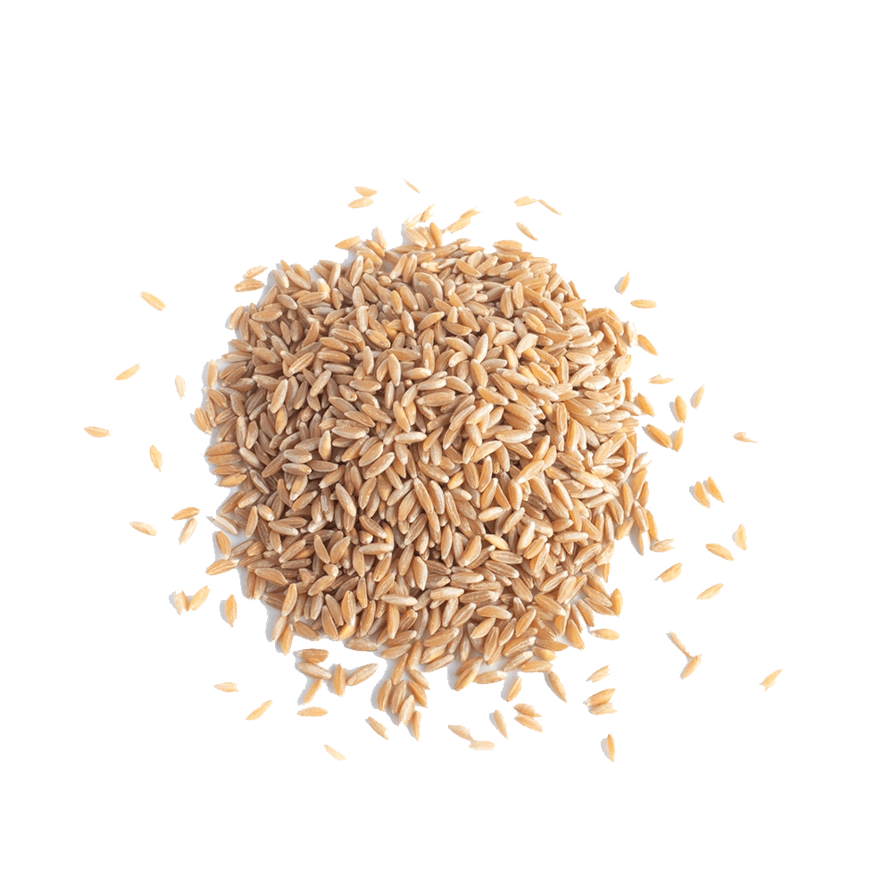 Wheat Protein
